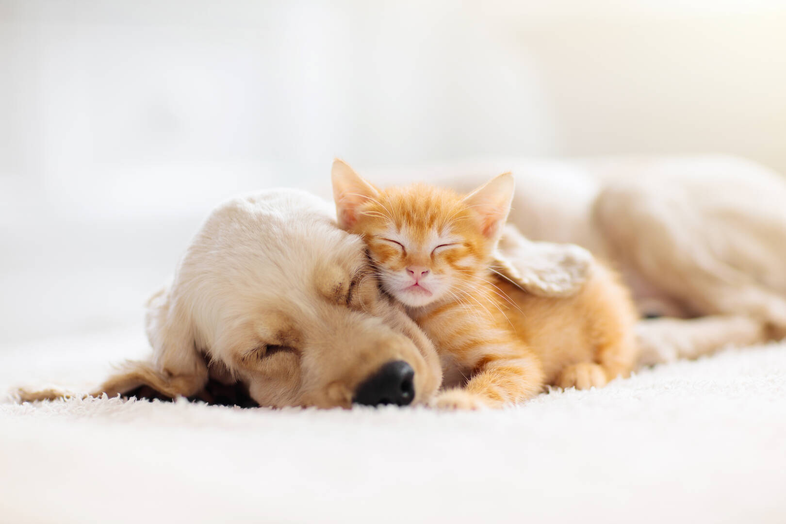 Puppy Connector
