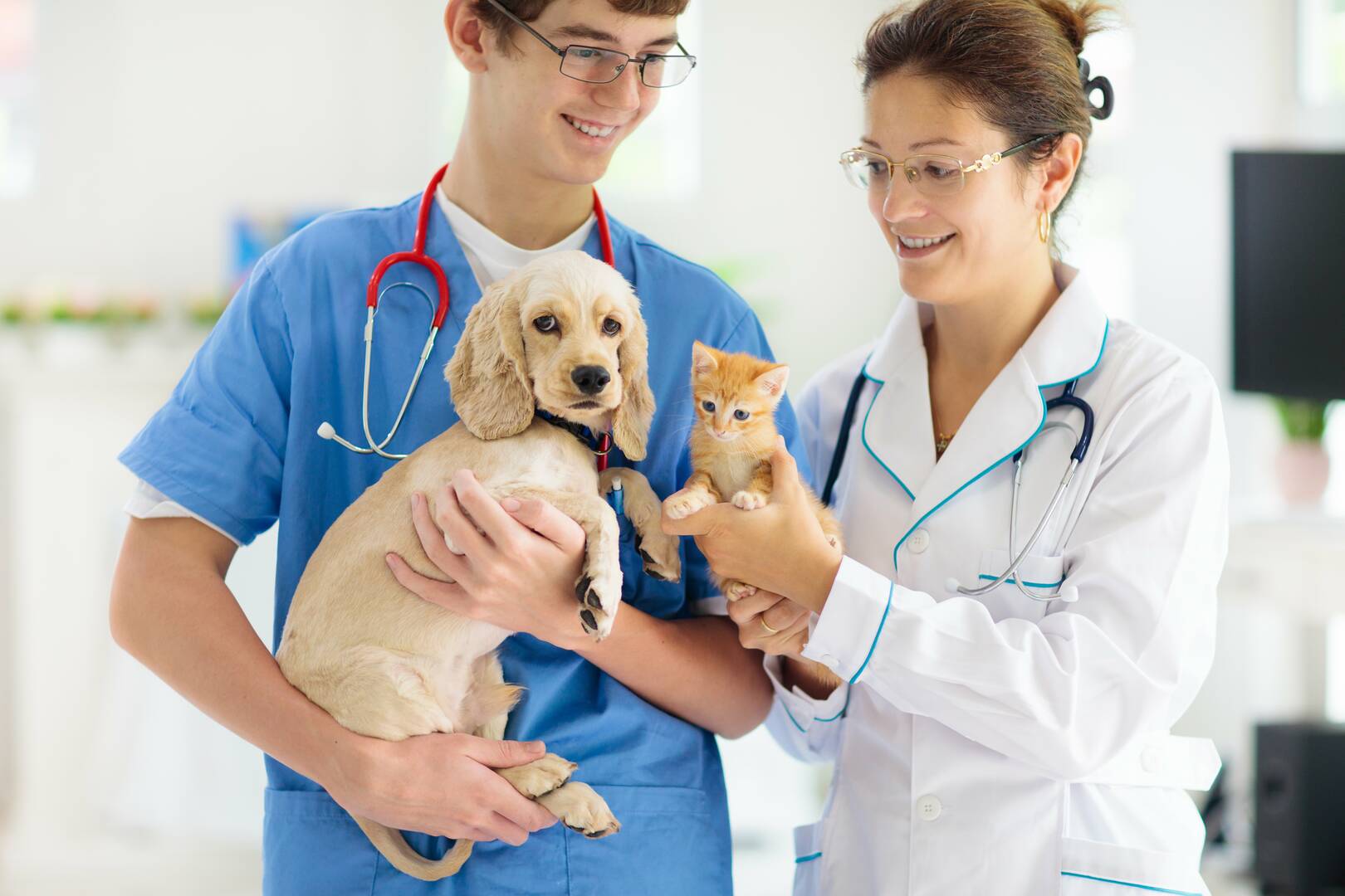 All Pet Low Cost Surgery Center