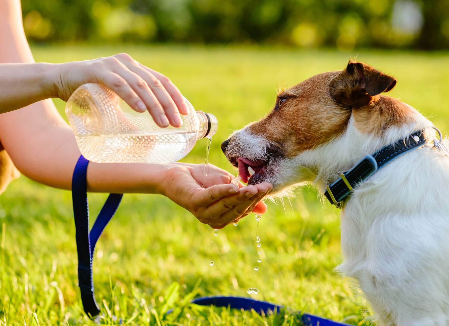 Pawsh Park